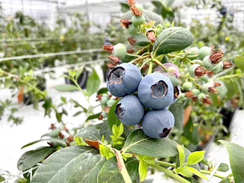 planting blueberries in ohio